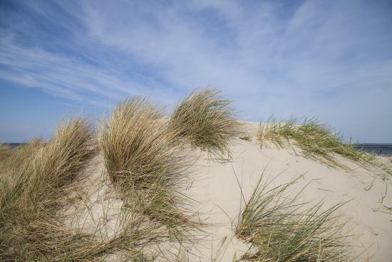 Banner Dünen mit Dünengräsern an der Ostsee als Textilbanner oder PVC-Banner