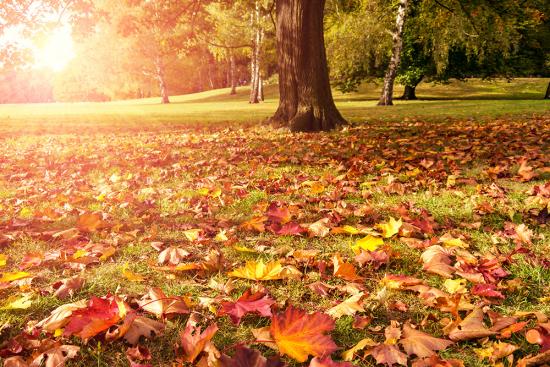 Banner- Blätter auf der Wiese ein einem Park im Herbst