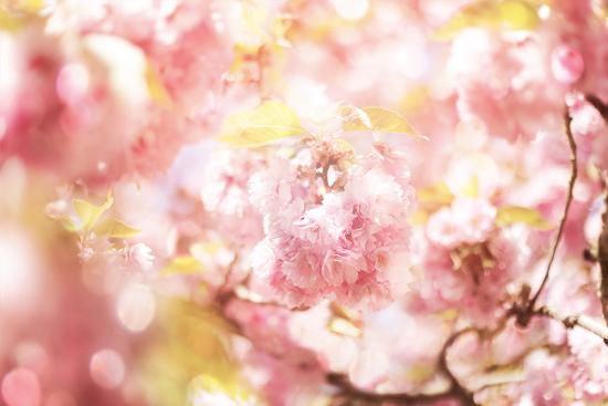 Banner Kirschblüte im verschwommenen Look als PVC-Banner oder PVC-Banner mit verschiedenen Konfektionierungen