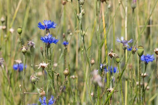 Banner Kornblume auf einem Feld als Textilbanner oder PVC-Banner