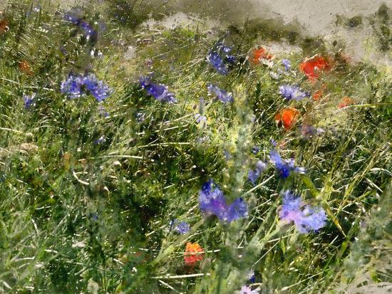 Banner Mohnblumen und Kornblumen im malerischen Stil bestellen!