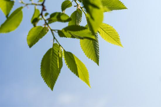 Banner grüne Blätter im Frühling als Textilbanner oder PVC-Banner für Messen, Schaufenster etc.