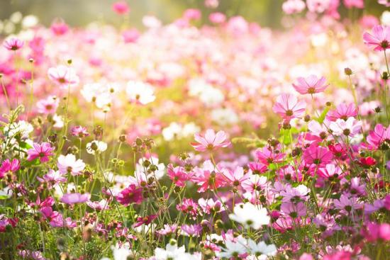 Banner Blumenwiese mit Kosmeen z.B. als Fotobox-Hintergrund für Hochzeiten oder Geburtstage