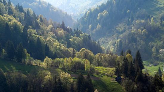 Banner sonnenbeleuchteter Wald in den Bergen als Textilbanner oder PVC-Banner