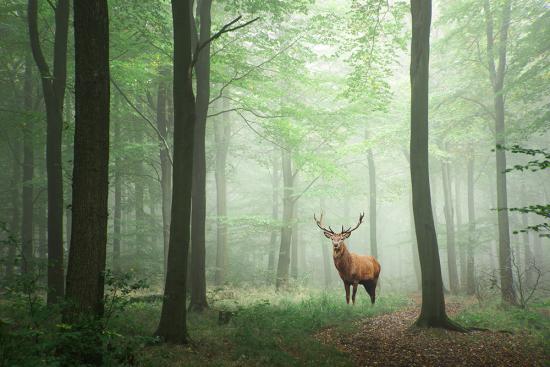 Banner Hirsch in einem nebeligen Wald als Textilbanner oder PVC-Banner für z.B. Hochzeiten, Schaufenster etc.