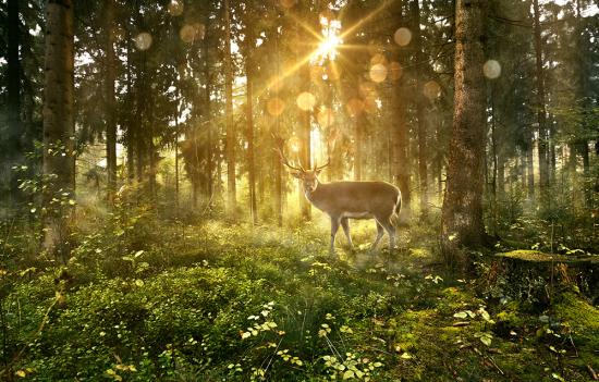 Banner Hirsch im sonnenbeleuchteten Wald als Textilbanner oder PVC-Banner für Hochzeiten, Partys etc.