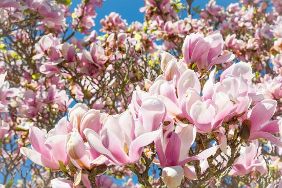 Banner blühende Magnolien z.B. als Fotobox-Hintergrund für Hochzeiten etc.