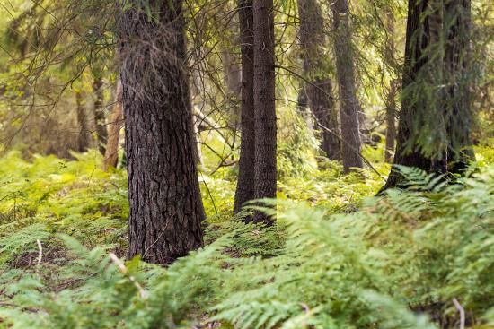 Banner Bäume in einem Wald im Sonnenlicht als Textilbanner oder PVC-Banner für Geschäftsräume, Messen etc.