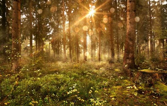 Banner lichterfüllter Wald im Sonnenlicht als Textilbanner oder PVC-Banner