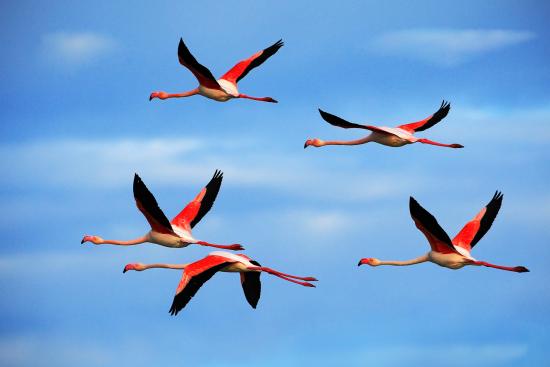 Banner Flamingos am Himmel als Textilbanner oder PVC-Banner für Hochzeiten, Partys, Schaufenster etc.