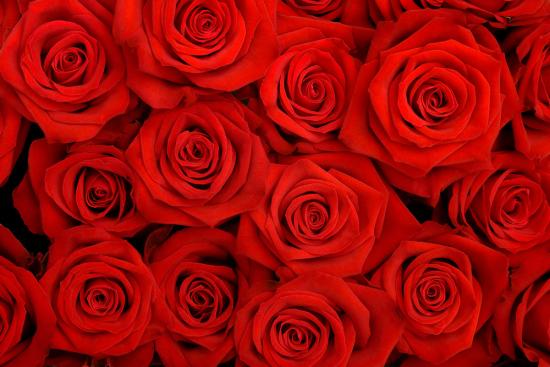 Banner mit rote Rosen-Motiv für z.B. Fotobox-Hintergründe für Hochzeiten