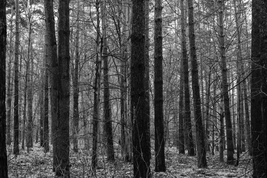 Banner Wald in Schwarz-Weiß als Textilbanner oder PVC-Banner