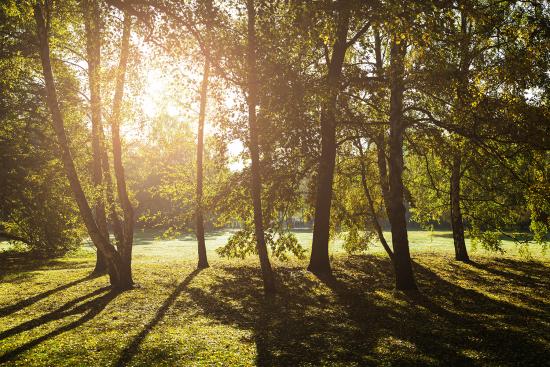 Bäume im Sonnenlicht in einem Park im Spätsommer als Textilbanner oder PVC-Banner