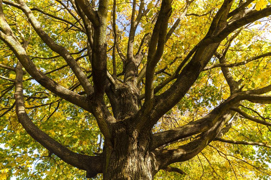 Banner Baum in der Herbststimmung als Textilbanner oder PVC-Banner