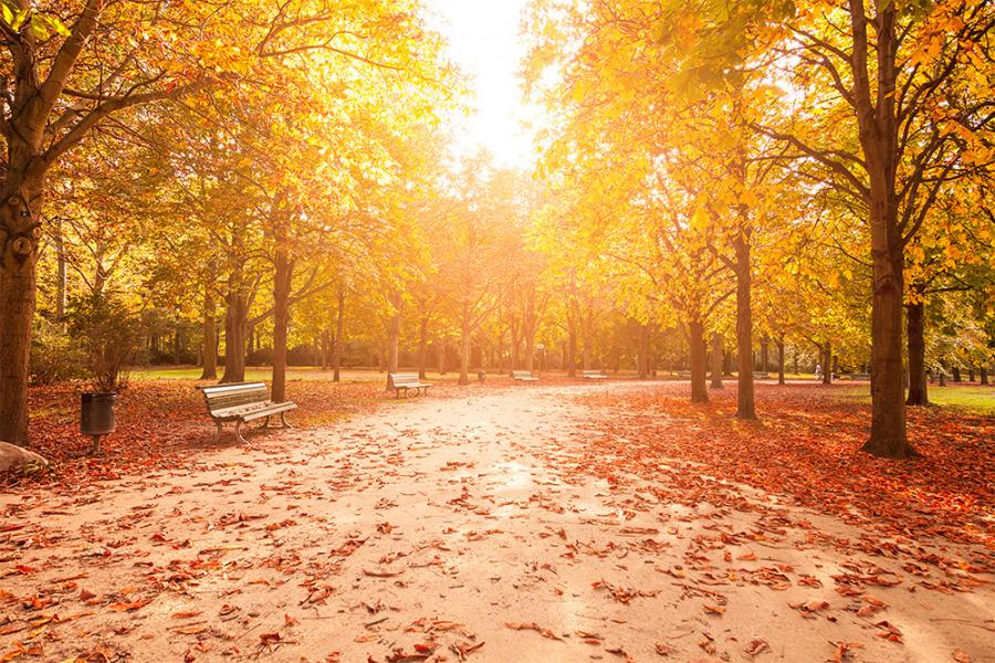 Banner Herbst im Tiergarten von Berlin als Textilbanner oder PVC-Banner für z.B. Schaufenster