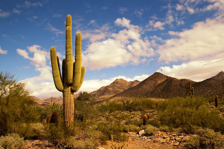 Banner Kaktus in der Wüste von Arizona als Textilbanner oder PVC-Banner