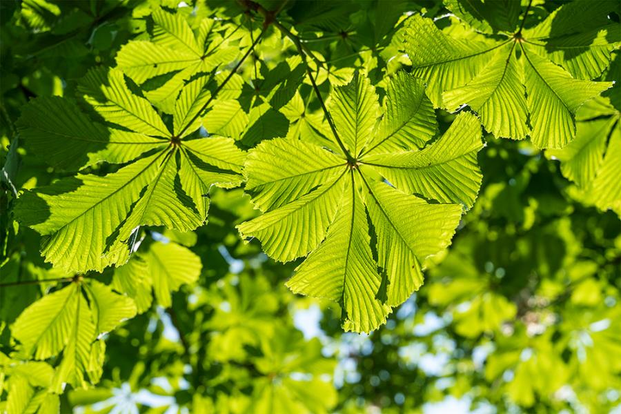 Banner Kastanienblätter am Baum als Textilbanner oder PVC-Banner für Schaufenster, Hochzeiten, Geschäftsräume etc.