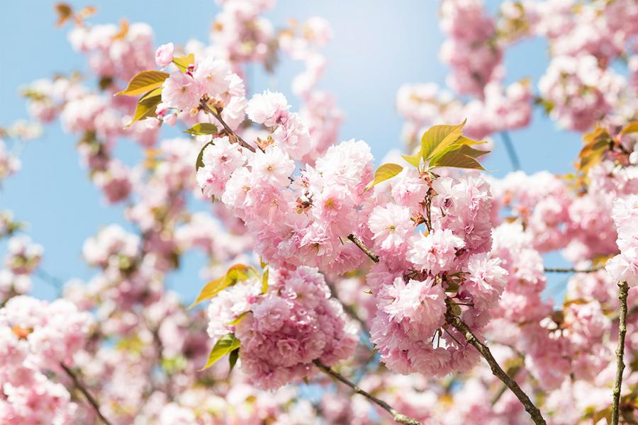 Banner blühende Kirschblüte im Frühling als Textilbanner oder PVC-Banner für Schaufenster, Hochzeiten etc.