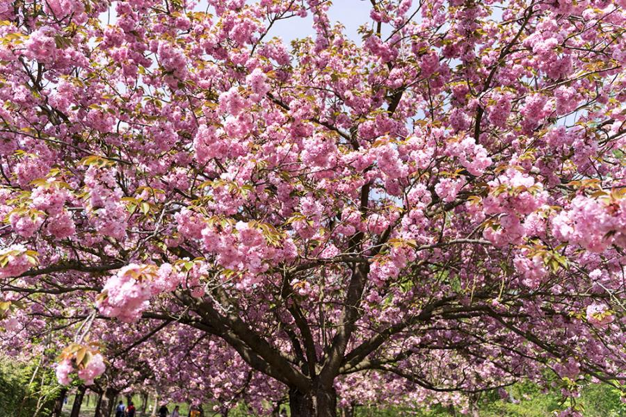 Banner ein großer Kirschblütenbaum im Frühling als Textilbanner oder PVC-Banner