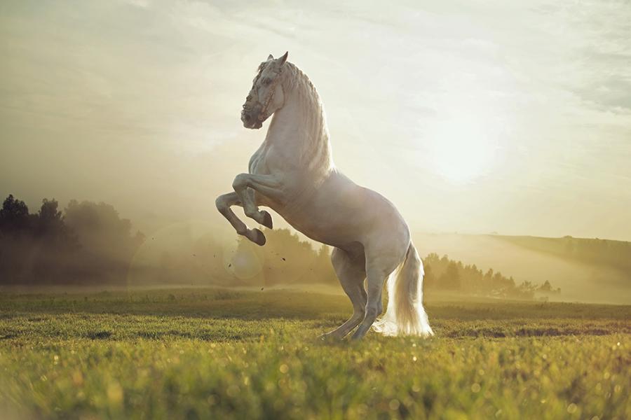 Banner weißes Pferd in der Natur als Textilbanner oder PVC-Banner für z.B. Fotobox-Hintergründe für Hochzeiten