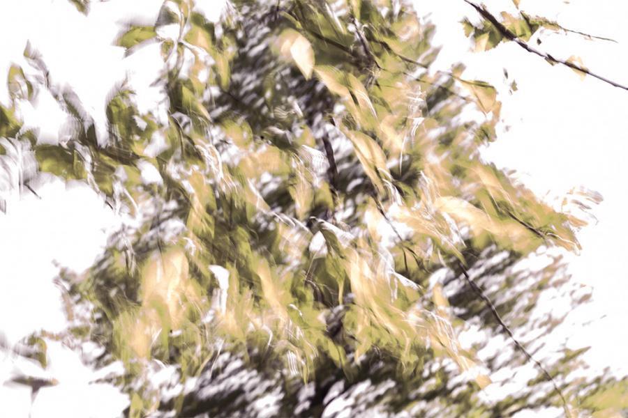 Banner abstrakte verschwommene Blätter eines Baums als Textilbanner oder PVC-Banner