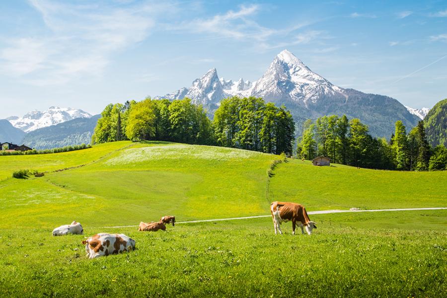 Banner Kühe auf einer Weide in den Alpen als Textilbanner oder PVC-Banner für Hochzeiten, Schaufenster, Messen etc.