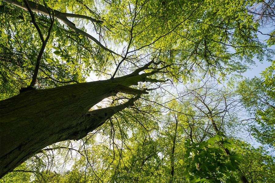 Banner Baum mit Blick von unten hinauf als Textilbanner oder PVC-Banner für Hochzeiten, Messen, Schaufenster etc.