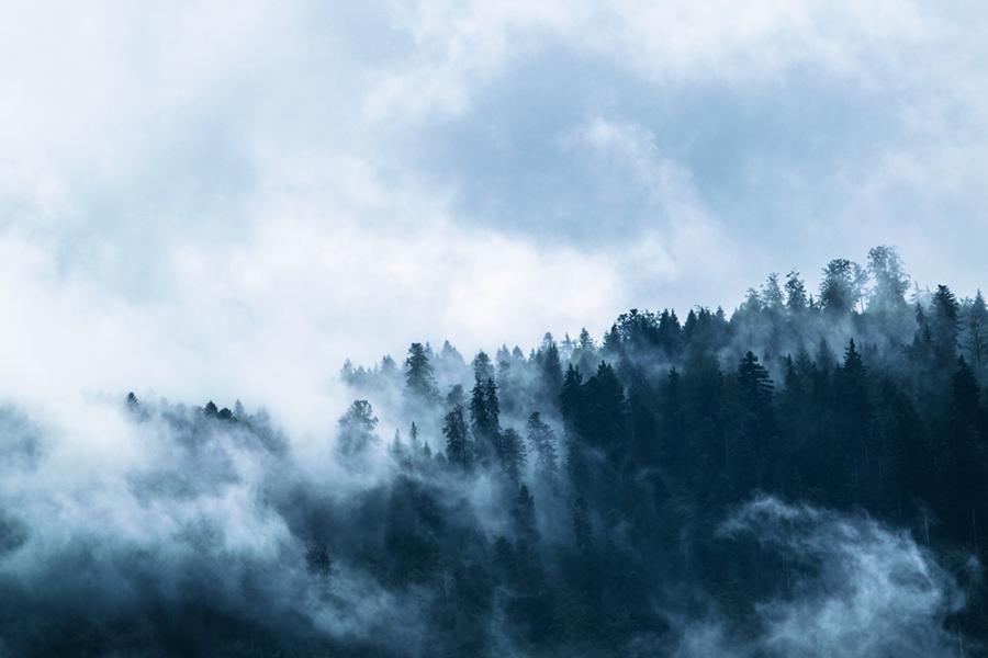 Banner düsterer Wald im Nebel als Textilbanner oder PVC-Banner