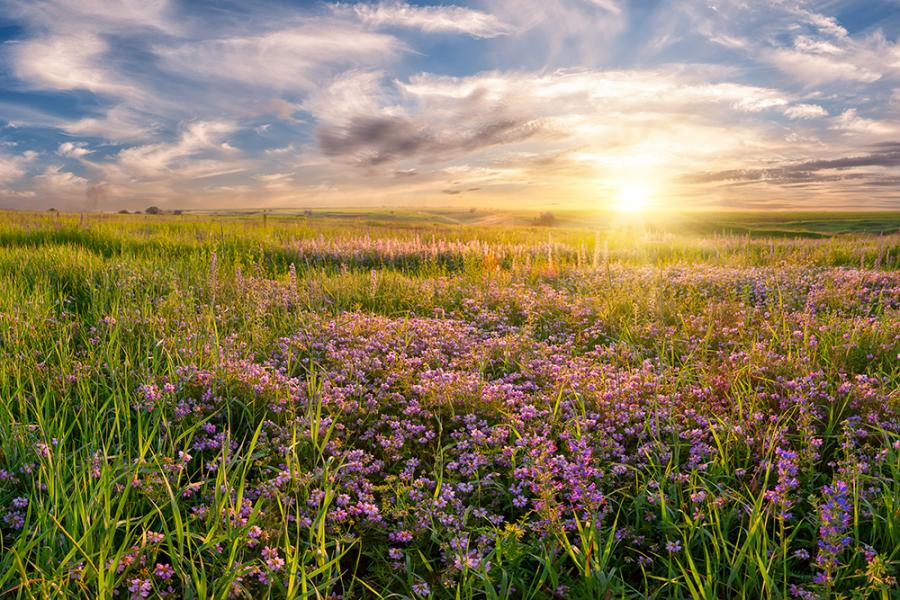 Fotobox-Hintergrund Blumenwiese I Online bestellen!