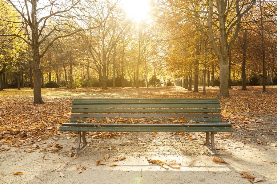 Banner eine Bank im Tiergarten von Berlin in wundervoller Herbststimmung als Textilbanner oder PVC-Banner