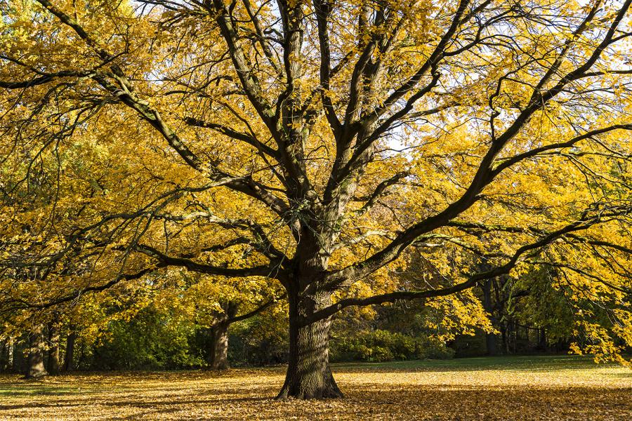 Banner großer Baum im Herbst als Textilbanner oder PVC-Banner für Messen, Schaufenster, Hochzeiten etc.