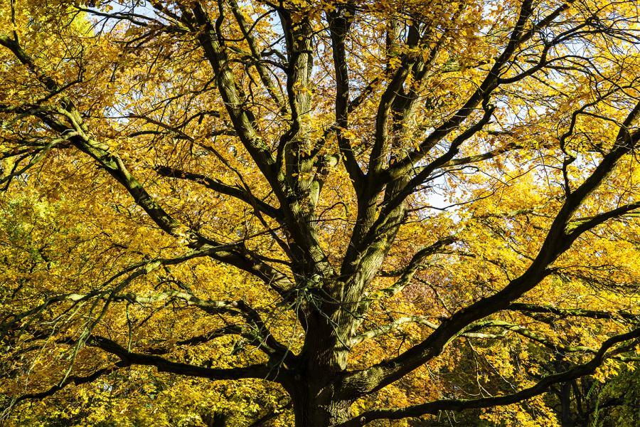 Banner großer Herbstbaum als Textilbanner oder PVC-Banner für Hochzeiten, Schaufenster, Partys etc.