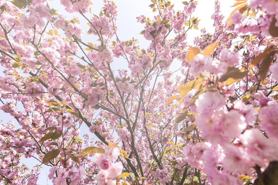 Fotobox-Hintergrund Kirschblüte als Banner z.B. für Hochzeiten