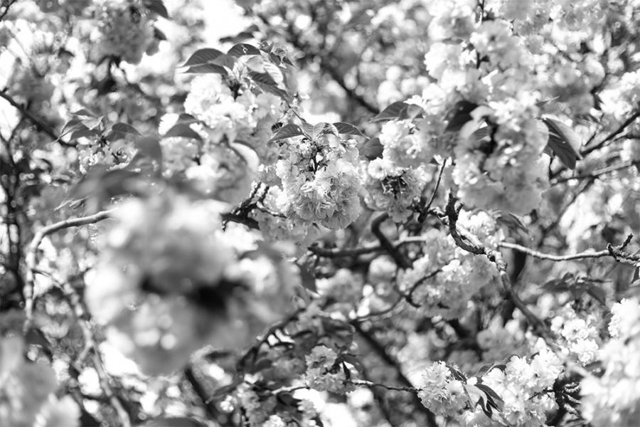 Banner japanische Zierkirsche in Schwarz-Weiß z.B. als Fotobox-Hintergrund für Hochzeiten