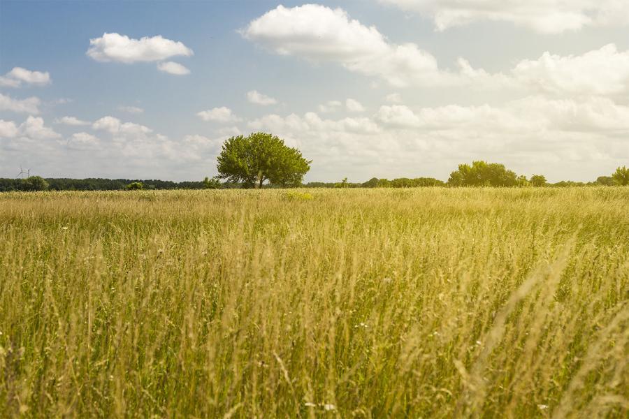 Banner Sommerlandschaft mit Gräsern als Textilbanner oder PVC-Banner