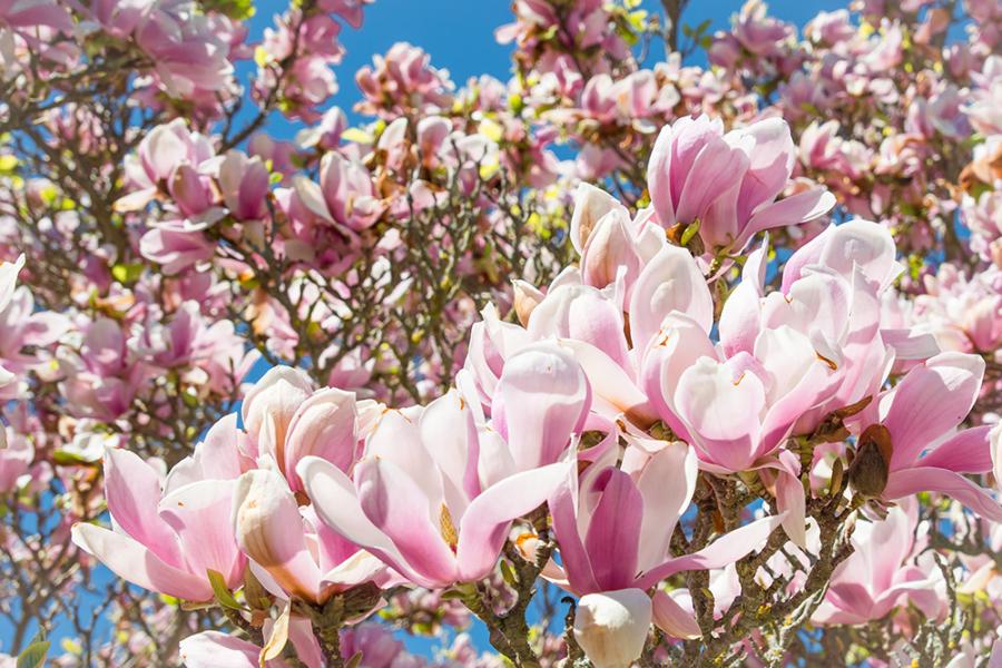 Banner blühende Magnolien z.B. als Fotobox-Hintergrund für Hochzeiten etc.