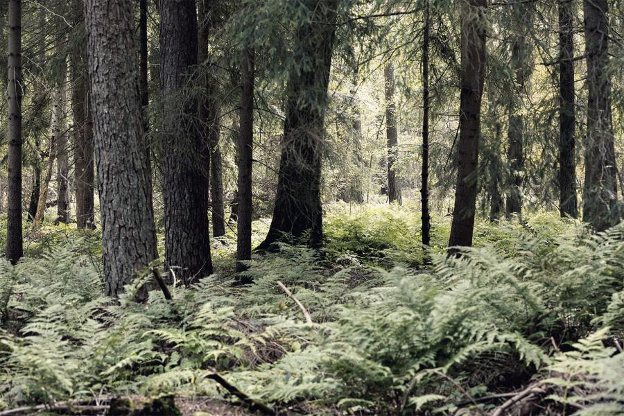 Banner Farnpflanze im Wald als Textilbanner oder PVC-Banner für Messen, Schaufenster etc.