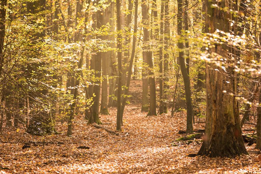 Banner Herbstwald im Sonnenlicht als Textilbanner oder PVC-Banner für z.B. Schaufenster