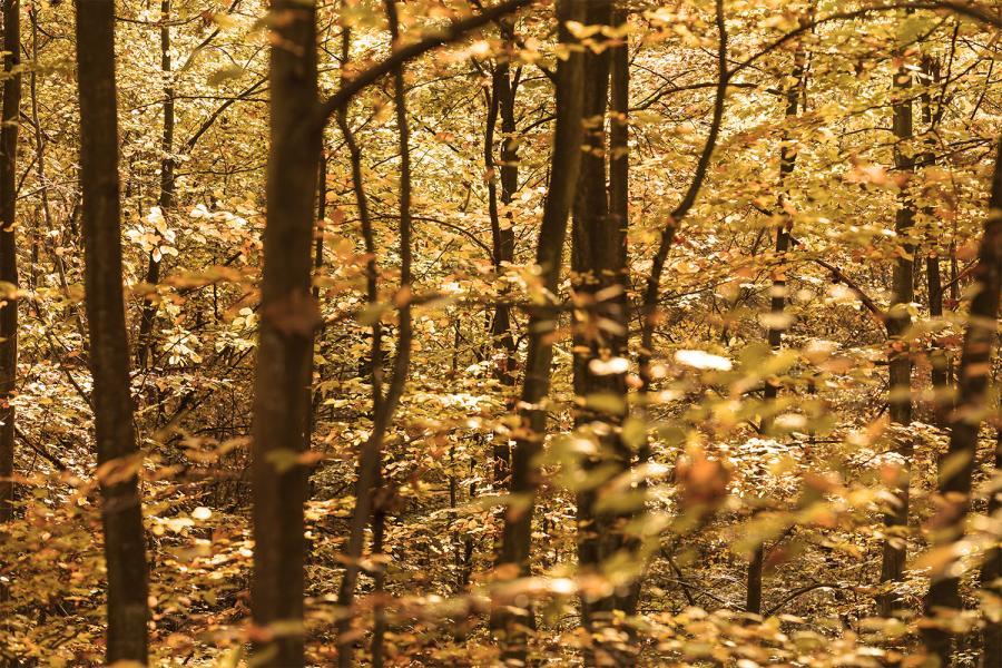 Banner herbstlicher Wald als Textilbanner oder PVC-Banner für Schaufenster etc.