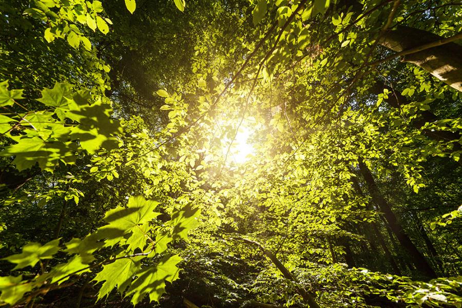 Banner Sonnenlicht im Wald als Textilbanner oder PVC-Banner für Schaufenster, Messen etc.