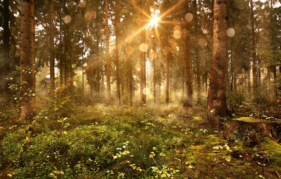 Banner lichterfüllter Wald im Sonnenlicht als Textilbanner oder PVC-Banner