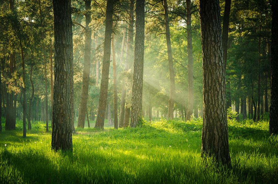 Banner Sonnenlicht im Wald als Textilbanner oder PVC-Banner für Hochzeiten, Schaufenster, Messen etc.