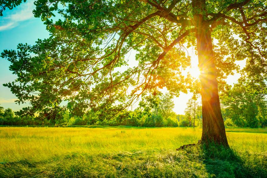 Banner Baum auf einer idyllischen Wiese im Sonnenlicht als Textilbanner oder PVC-Banner