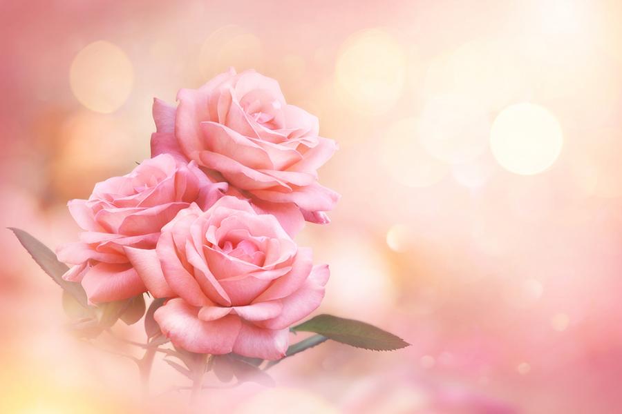 Banner mit Rosenmotiv in Rosa als Textilbanner oder PVC-Banner z.B. als Fotobox-Hintergrund für Hochzeiten etc.