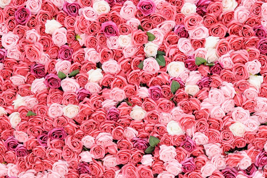 Banner Rosen-Hintergrund aus roten, weißen, pinken und rosa Rosen z.B. als Fotobox-Hintergrund für Hochzeiten
