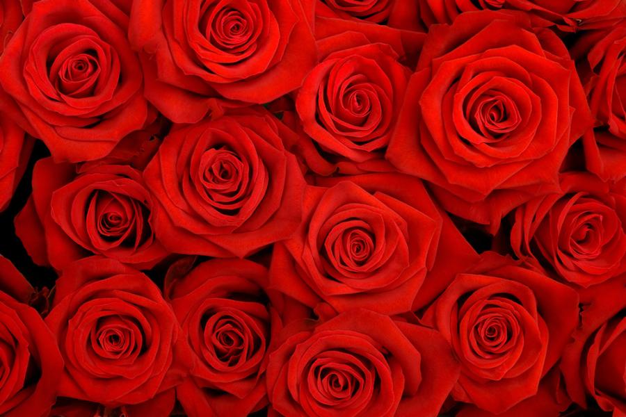 Banner mit rote Rosen-Motiv für z.B. Fotobox-Hintergründe für Hochzeiten