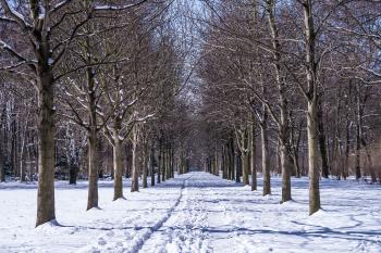 Banner Allee im Tiergarten von Berlin im Winter als Textilbanner oder PVC-Banner