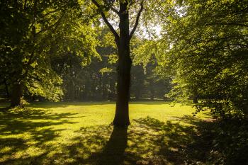 Banner Baum auf einer Lichtung im Wald als Textilbanner oder PVC-Banner