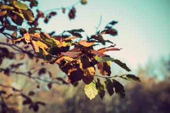 Banner Herbstblätter eines Baumes als Textilbanner oder PVC-Banner für Schaufenster etc.