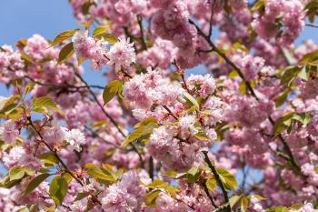 Banner blühende Kirschblüte vor blauem Himmel als Textilbanner oder PVC-Banner